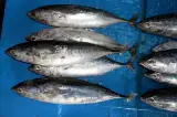 Tombik 1 kg