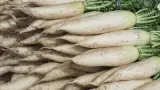 Turp Beyaz 1 kg