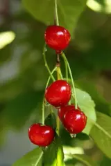 Vısne 1 kg