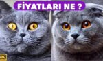 British Shorthair fiyatları