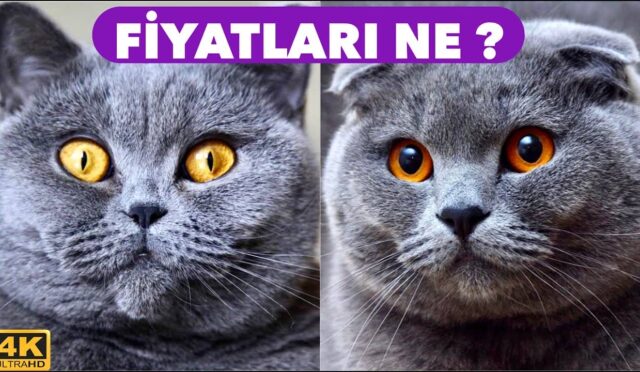 British Shorthair fiyatları