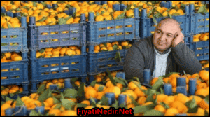 Mersin Hal Fiyatları