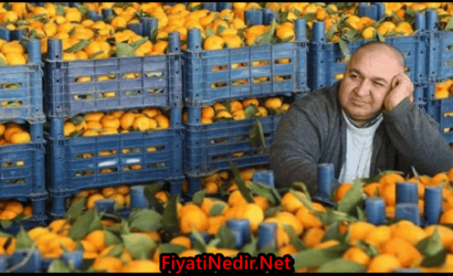 Mersin Hal Fiyatları