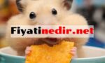 Hamster Fiyatları