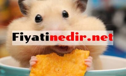 Hamster Fiyatları