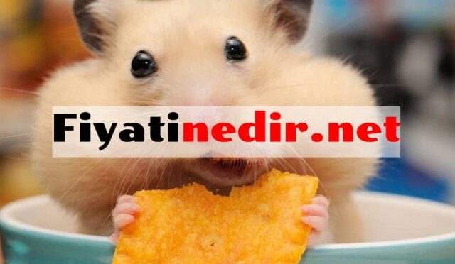 Hamster Fiyatları 9 Hamster Fiyatları