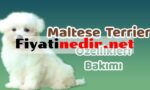Maltese Terrier Fiyat