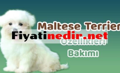 Maltese Terrier Fiyat
