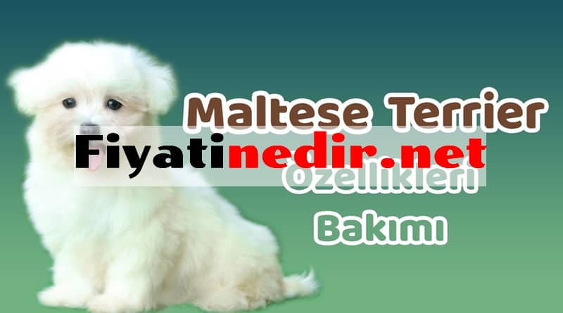 Maltese Terrier Fiyat