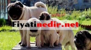 Pug Fiyatları