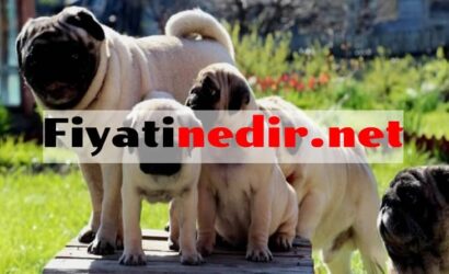 Pug Fiyatları