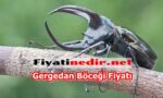 Gergedan Böceği Fiyatı