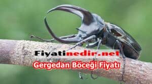 Gergedan Böceği Fiyatı