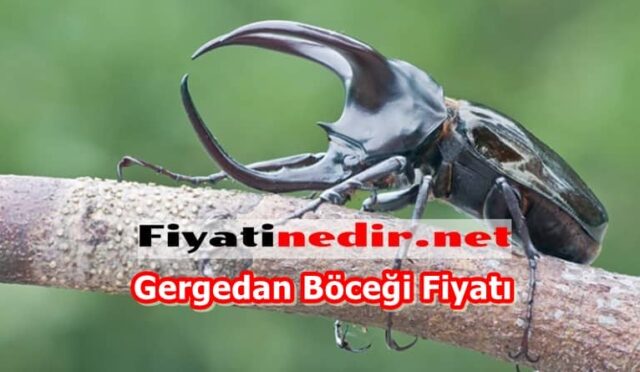 Gergedan Böceği Fiyatı