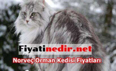 Norveç Orman Kedisi Fiyatları