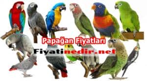 Papağan Fiyatları