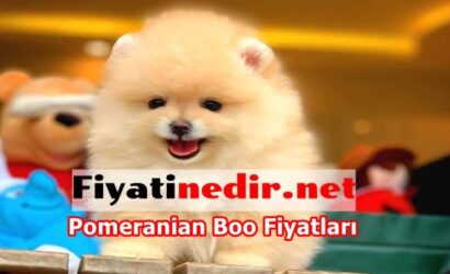 Pomeranian Boo Fiyatları
