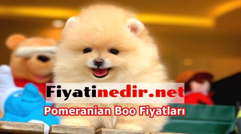 Pomeranian Fiyatlari Sahibinden Guncel Fiyati Nedir Guncel Fiyatlar