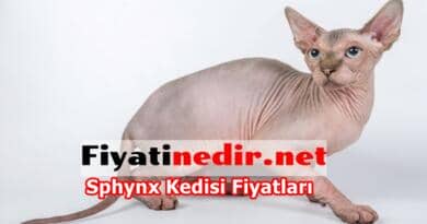 Kedi Trasi Fiyatlari 2021 Fiyati Nedir 2021 Guncel Fiyatlar