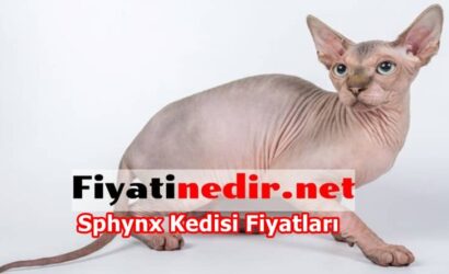 Sphynx Kedisi Fiyatları