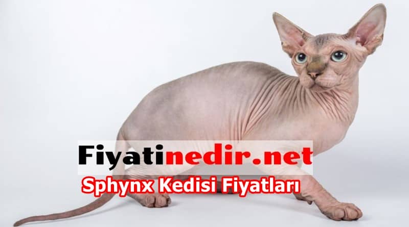Sphynx Kedisi Fiyatları