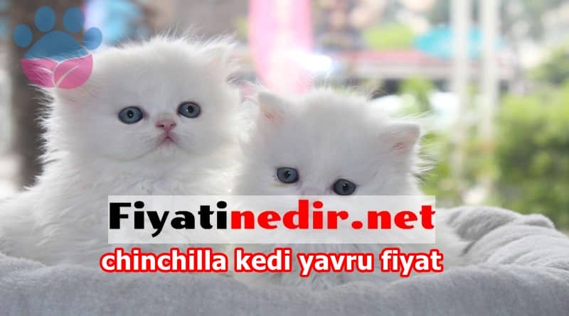 chinchilla kedi yavru fiyat