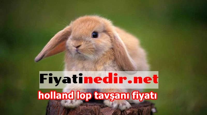 holland lop tavşanı fiyatı