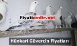 Hünkari Güvercin Fiyatları