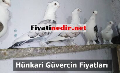 Hünkari Güvercin Fiyatları