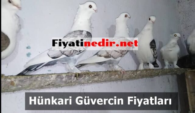 Hünkari Güvercin Fiyatları