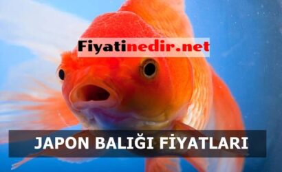 Japon Balığı Fiyatları
