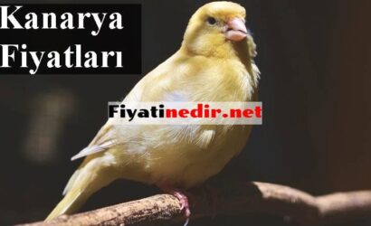 Kanarya Fiyatları