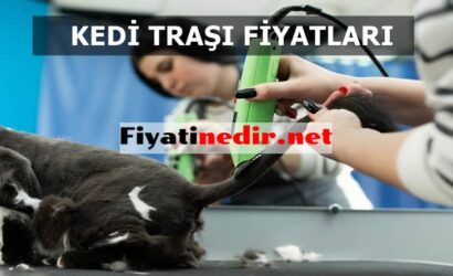 Kedi Traşı Fiyatları 2021