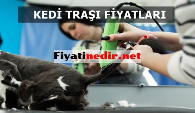 Kedi Traşı Fiyatları 2021
