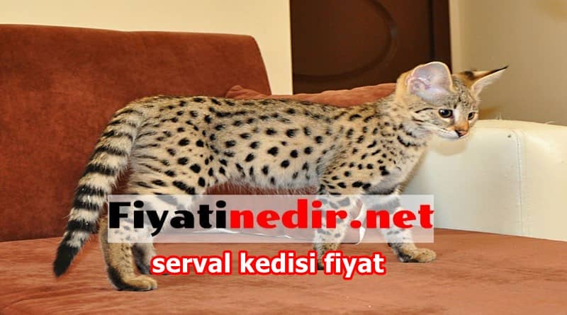 serval kedisi fiyat