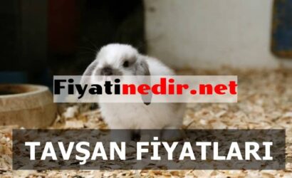 Tavşan Fiyatları