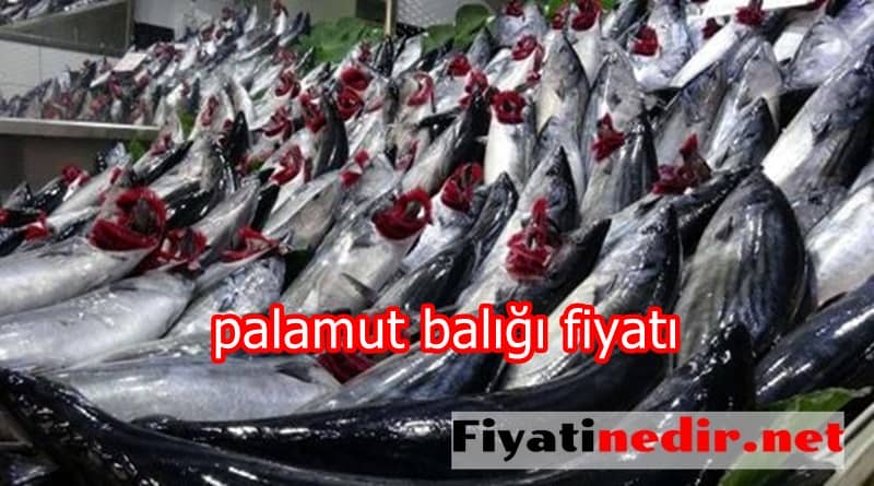 palamut balığı fiyatı