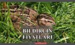 Bıldırcın Fiyatları