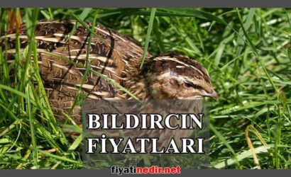 Bıldırcın Fiyatları