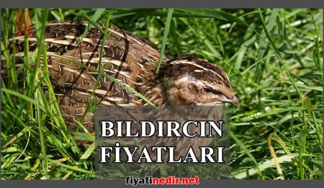 Bıldırcın Fiyatları 6 Bıldırcın Fiyatları