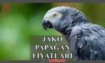 jako papağan fiyatları