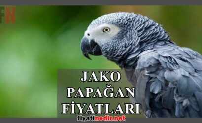 jako papağan fiyatları