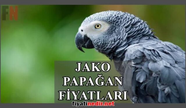 Jako Papağan Fiyatları 7 jako papağan fiyatları