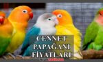 Cennet Papağanı Fiyatları