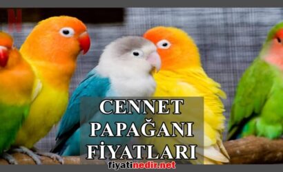 Cennet Papağanı Fiyatları