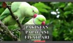 Pakistan Papağanı Fiyatları