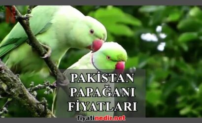 Pakistan Papağanı Fiyatları
