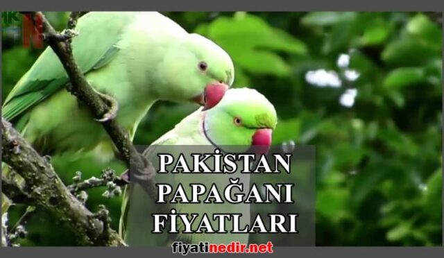 Pakistan Papağanı Fiyatları 10 Pakistan Papağanı Fiyatları