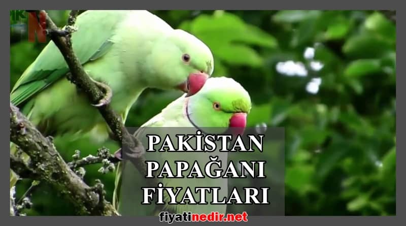 Pakistan Papağanı Fiyatları