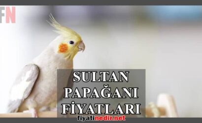Sultan Papağanı Fiyatları